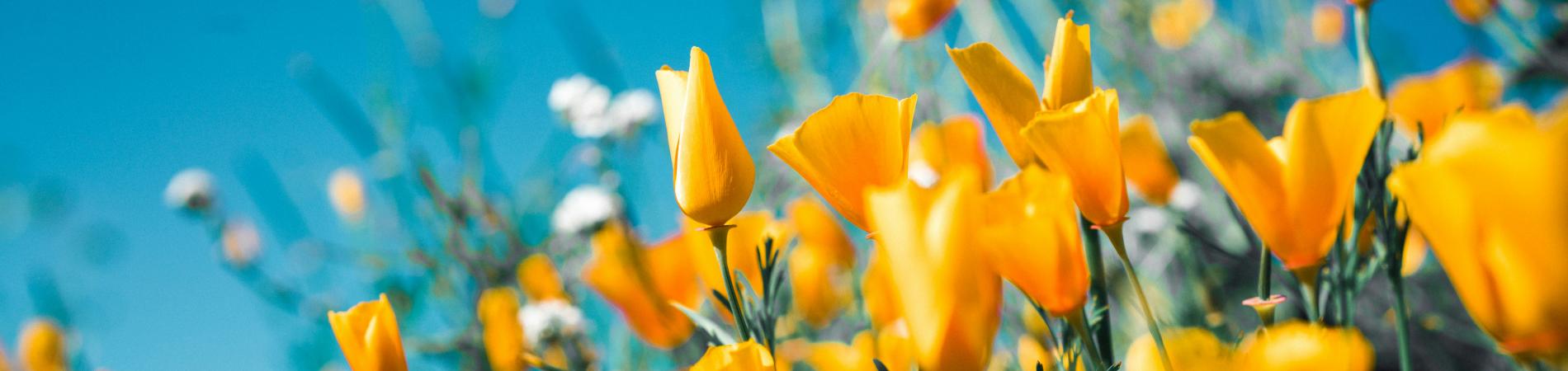 spring