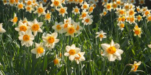 flowers