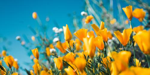 spring