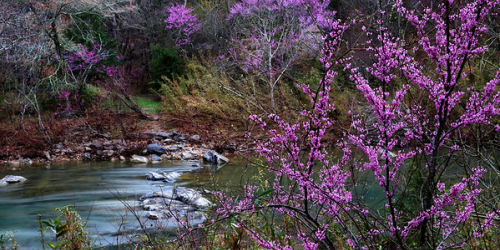 spring